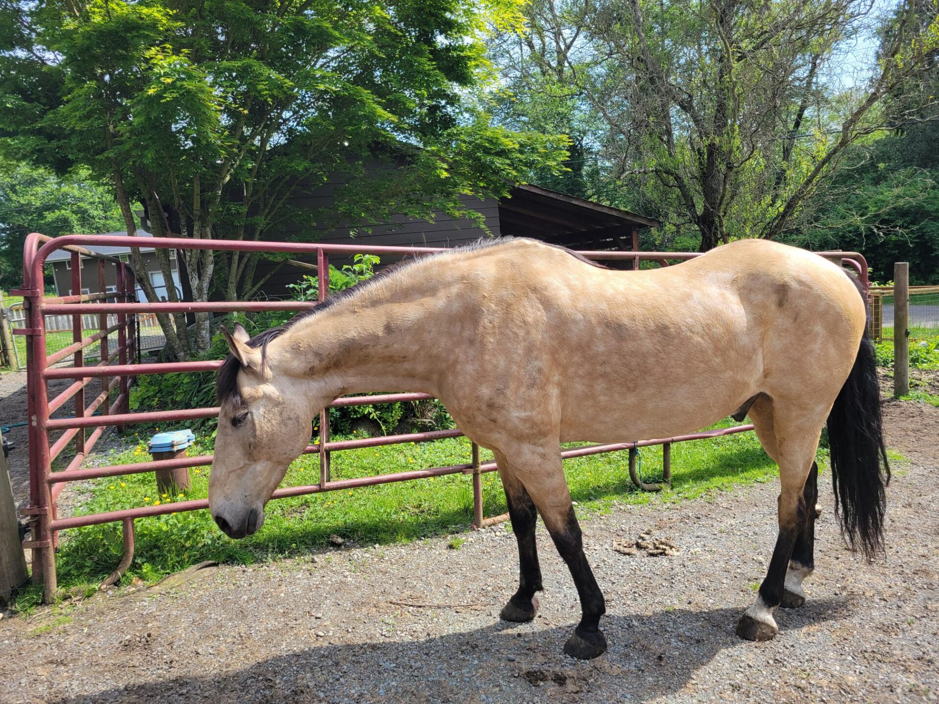 Alumni Update: Biscotti (Rowdy)