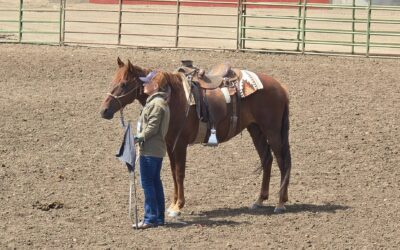 Buck Brannaman Clinic Report: Edward
