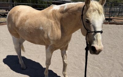 Alunni Update: Jewel and Tilt (Korra)