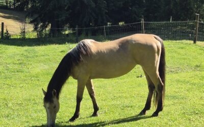 Alumni Update: Willow