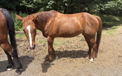 Alumni Update: Tess (Purty)