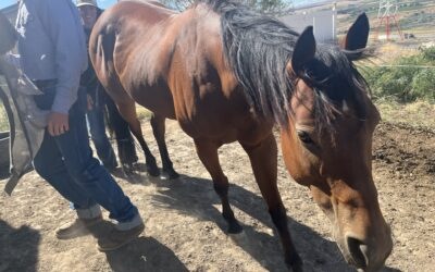 Alumni Update: Wren (Sage)