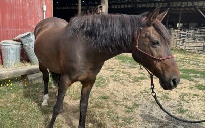 Alumni Update: Bramble (Ranger)