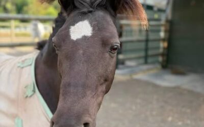 Alumni Update: Checkers