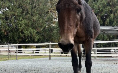 A Magnificent Mule!